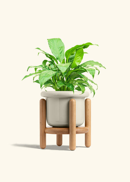 Peace Lily in a 6 inches Fat Lip Oat Planter in a Beech Wood Stand