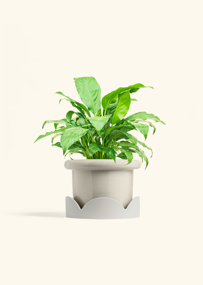 Peace Lily in a 6 inches Fat Lip Oat Planter in a Oat Petal Drip Tray