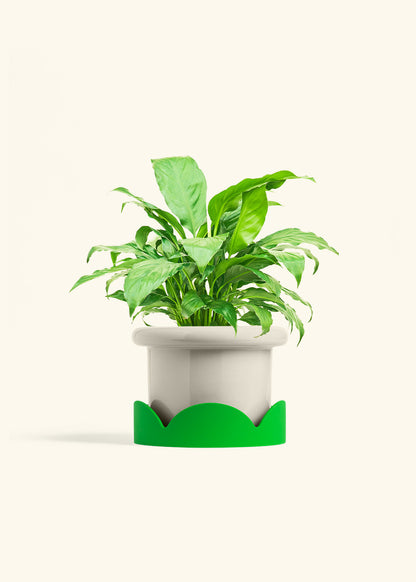 Peace Lily in a 6 inches Fat Lip Oat Planter in a Shamrock Petal Drip Tray