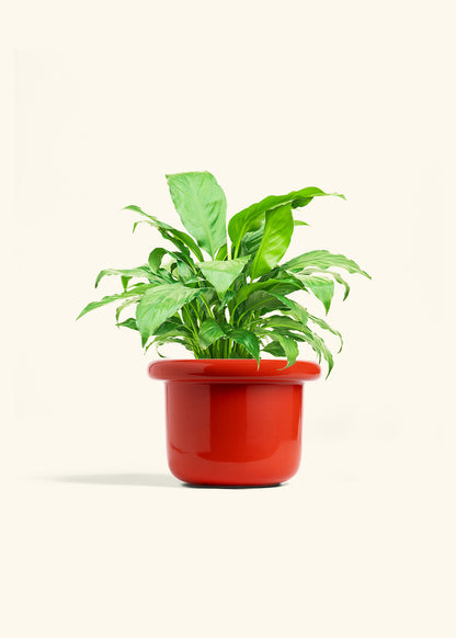 Peace Lily in a 6 inches Fat Lip Red Planter 