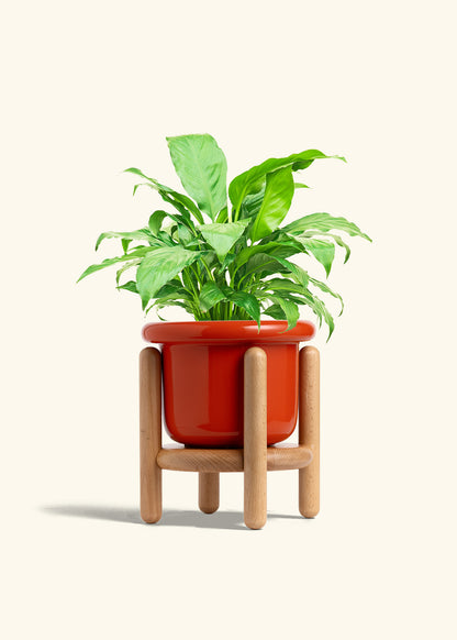 Peace Lily in a 6 inches Fat Lip Red Planter in a Beech Wood Stand