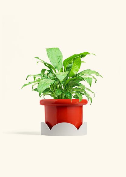 Peace Lily in a 6 inches Fat Lip Red Planter in a Oat Petal Drip Tray