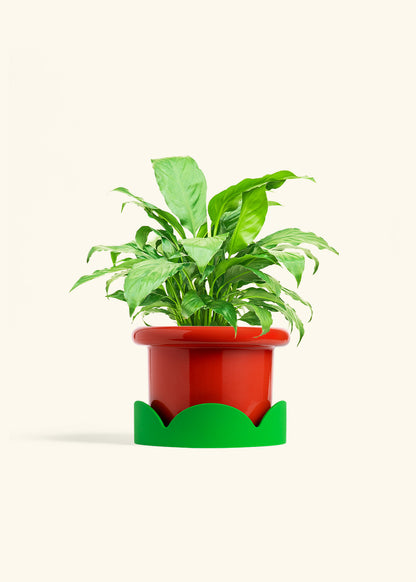 Peace Lily in a 6 inches Fat Lip Red Planter in a Shamrock Petal Drip Tray