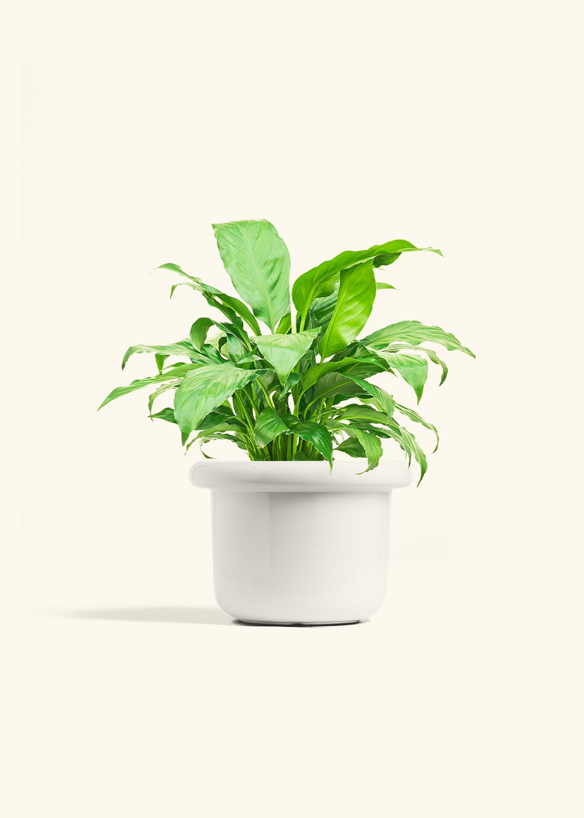 Peace Lily in a 6 inches Fat Lip White Planter 