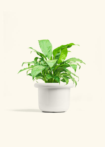 Peace Lily in a 6 inches Fat Lip White Planter 