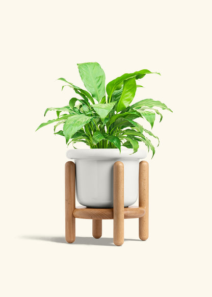 Peace Lily in a 6 inches Fat Lip White Planter in a Beech Wood Stand