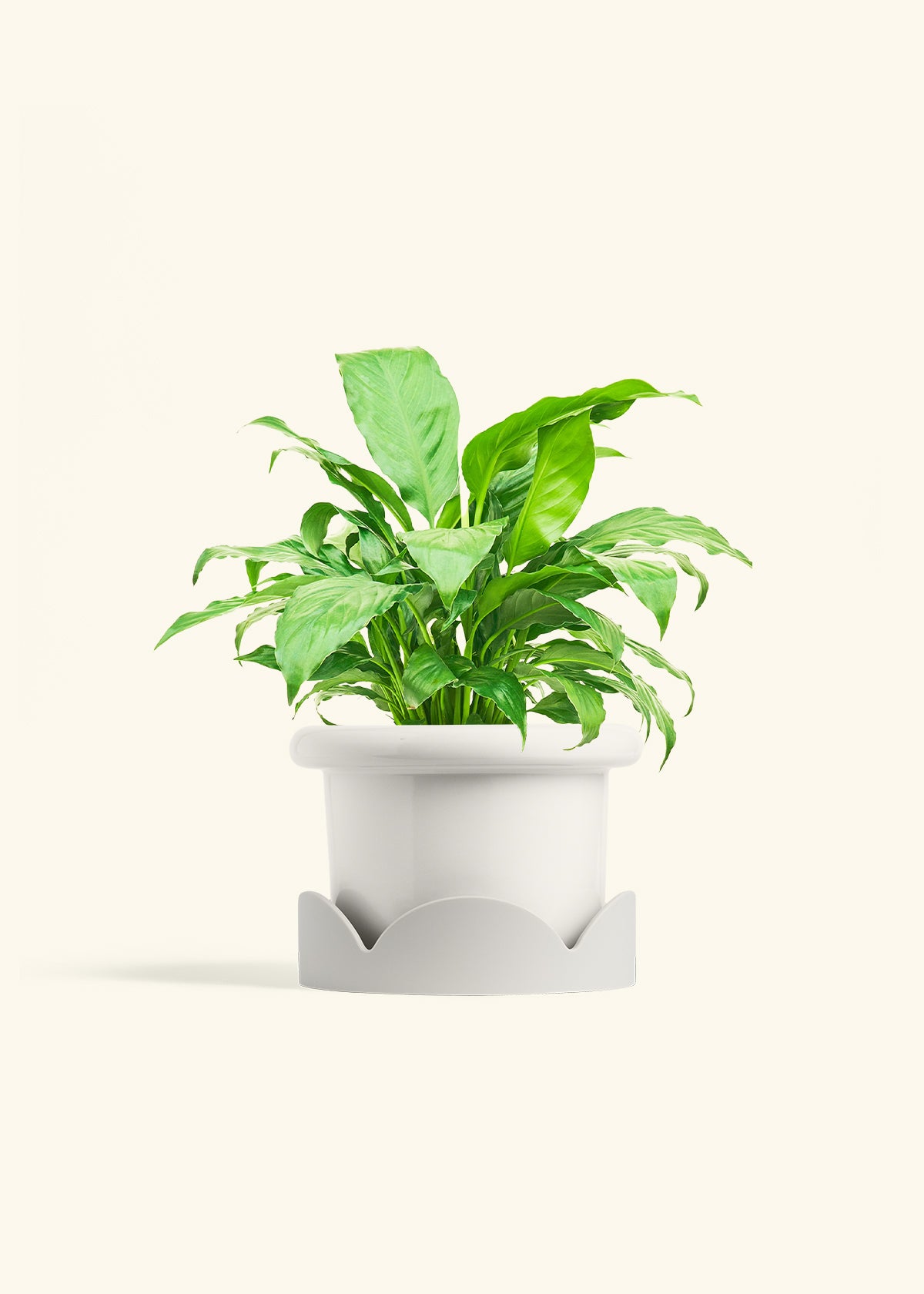 Peace Lily in a 6 inches Fat Lip White Planter in a Oat Petal Drip Tray