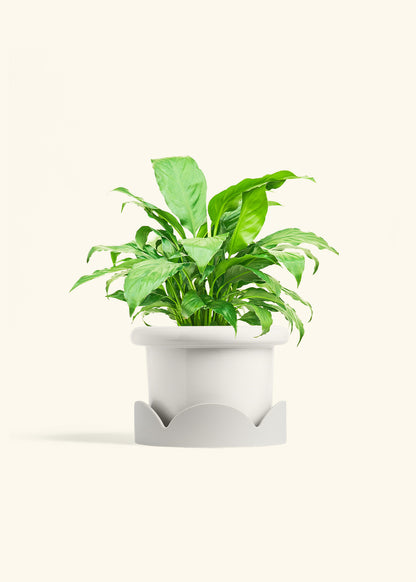 Peace Lily in a 6 inches Fat Lip White Planter in a Oat Petal Drip Tray