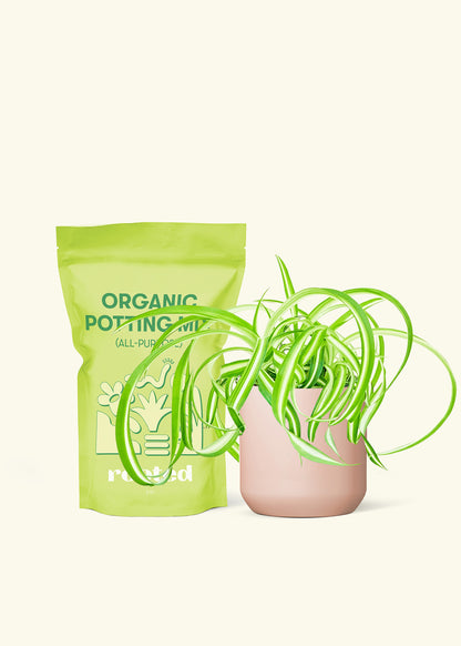 Small Spider Plant 'Bonnie' in a pink cylinder pot and a bag of soil.