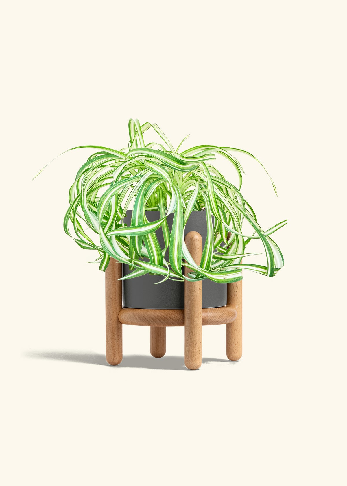 Spider Plant 'Bonnie', Medium