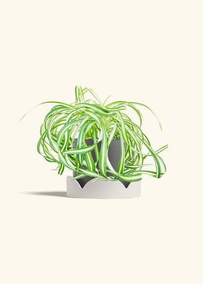 Spider Plant 'Bonnie', Medium
