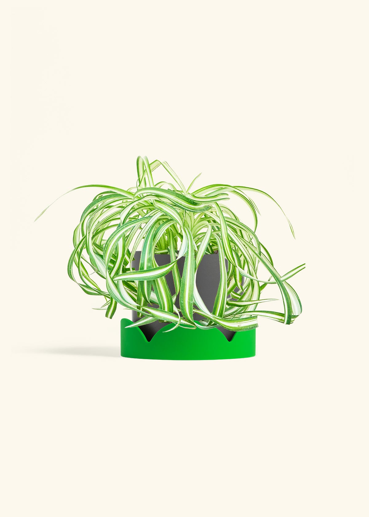 Spider Plant 'Bonnie', Medium