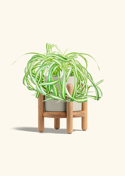 Spider Plant 'Bonnie', Medium