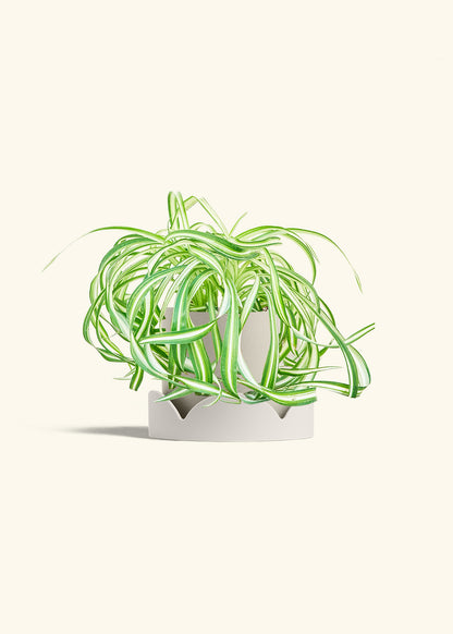 Spider Plant 'Bonnie', Medium