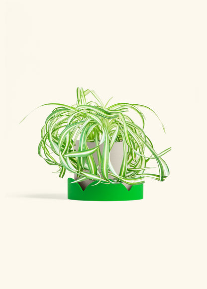 Spider Plant 'Bonnie', Medium