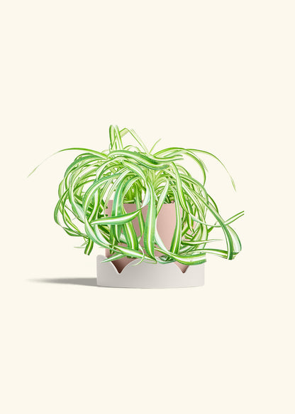 Spider Plant 'Bonnie', Medium