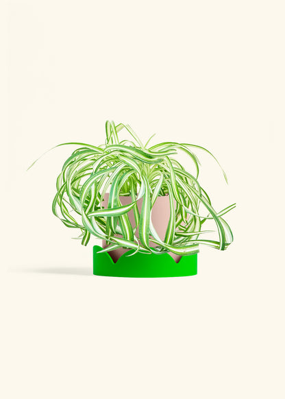 Spider Plant 'Bonnie', Medium