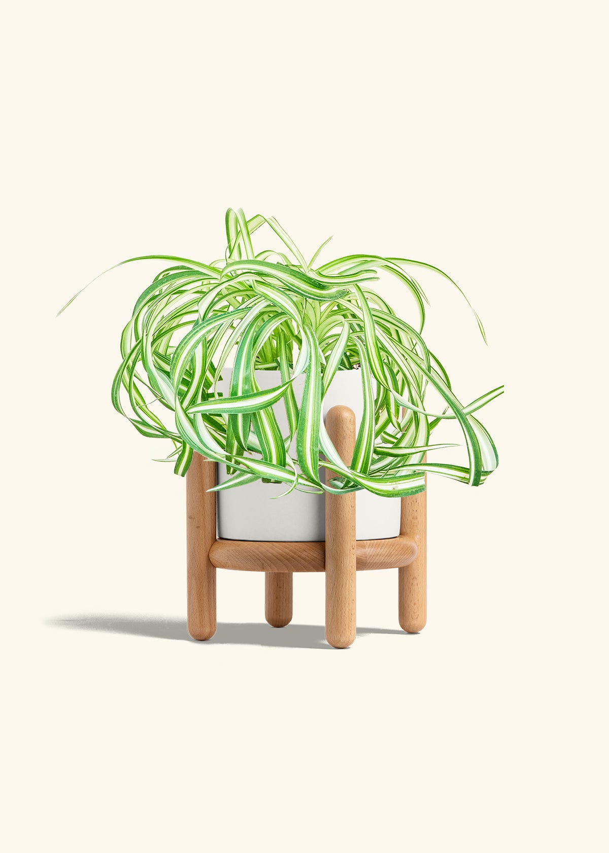 Spider Plant 'Bonnie', Medium