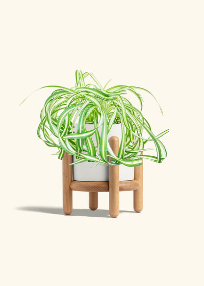 Spider Plant 'Bonnie', Medium