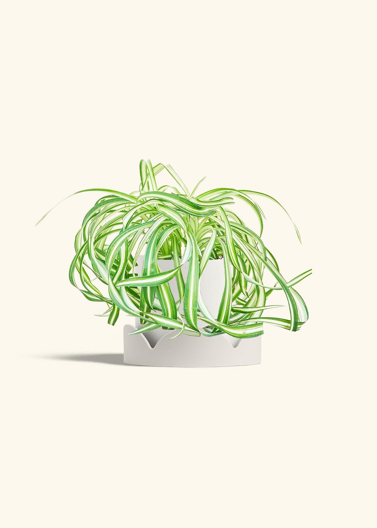 Spider Plant 'Bonnie', Medium