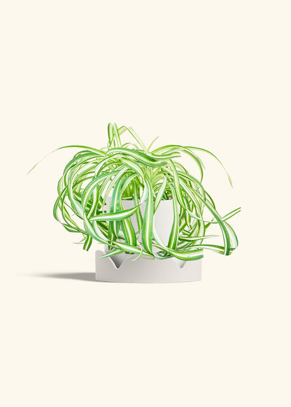 Spider Plant 'Bonnie', Medium