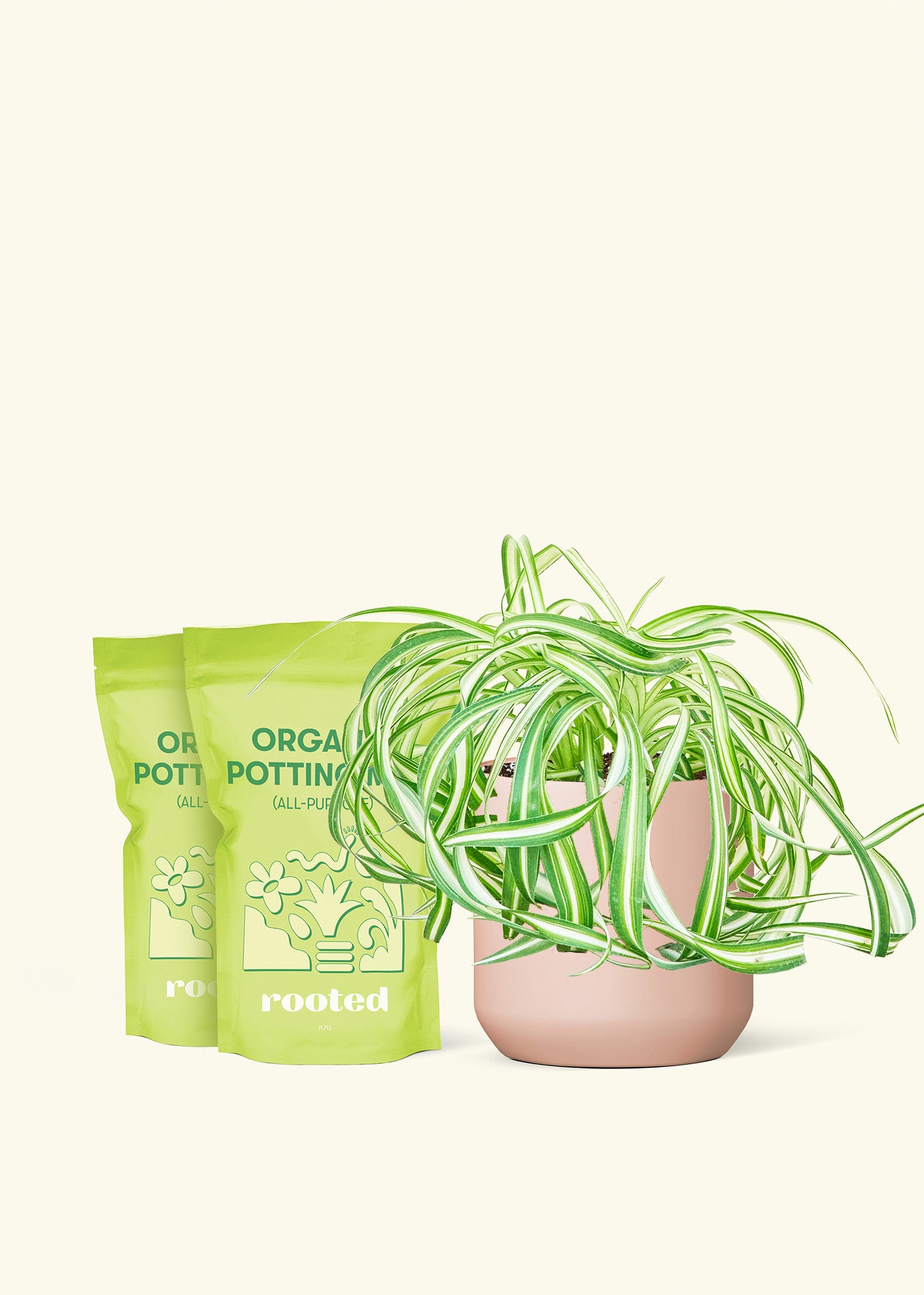 Medium Spider Plant 'Bonnie' in a pink cylinder pot and 2 bags of soil.