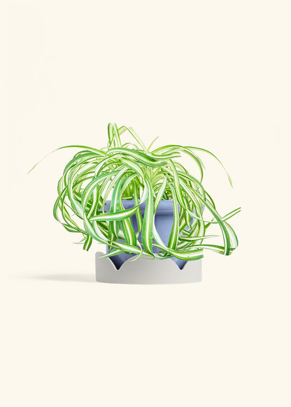 Spider Plant 'Bonnie', Medium