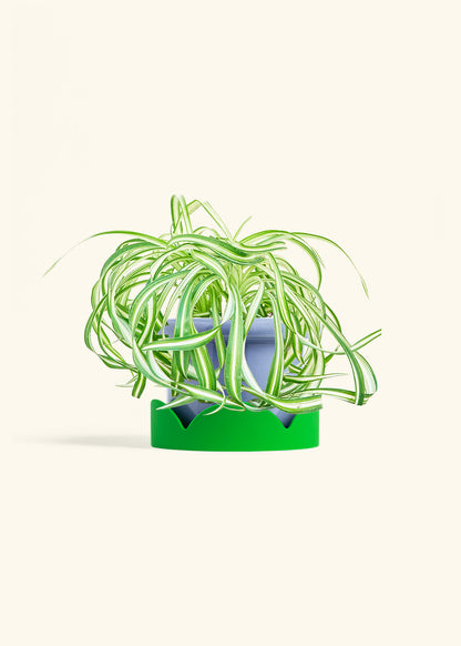 Spider Plant 'Bonnie', Medium