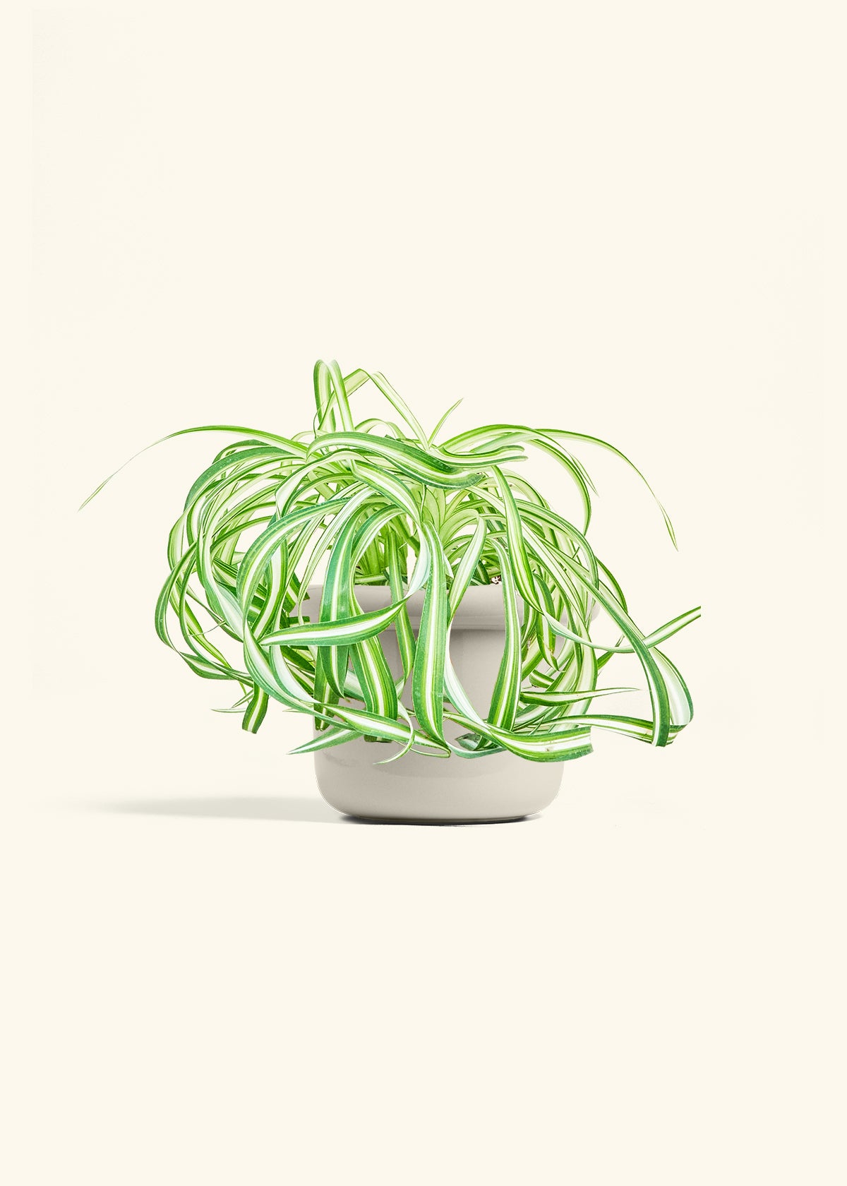 Spider Plant 'Bonnie', Medium