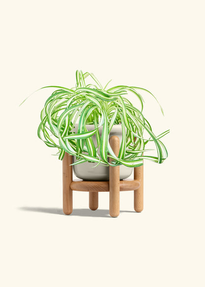 Spider Plant 'Bonnie', Medium