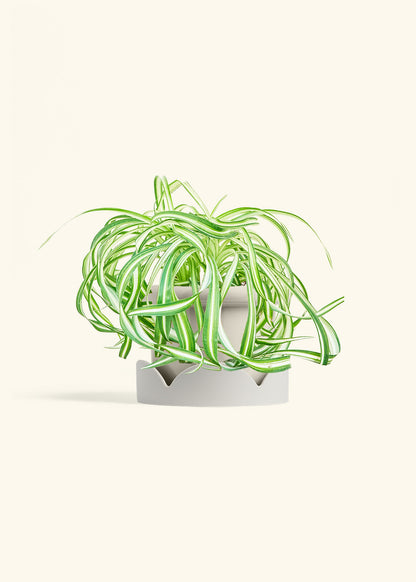 Spider Plant 'Bonnie', Medium