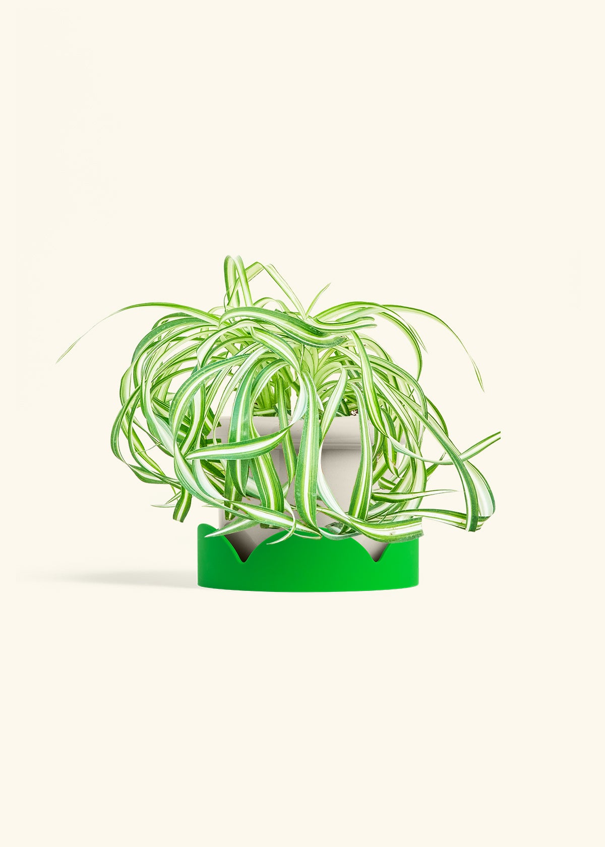 Spider Plant 'Bonnie', Medium