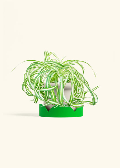 Spider Plant 'Bonnie', Medium