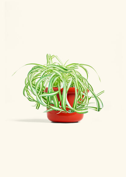Spider Plant 'Bonnie', Medium