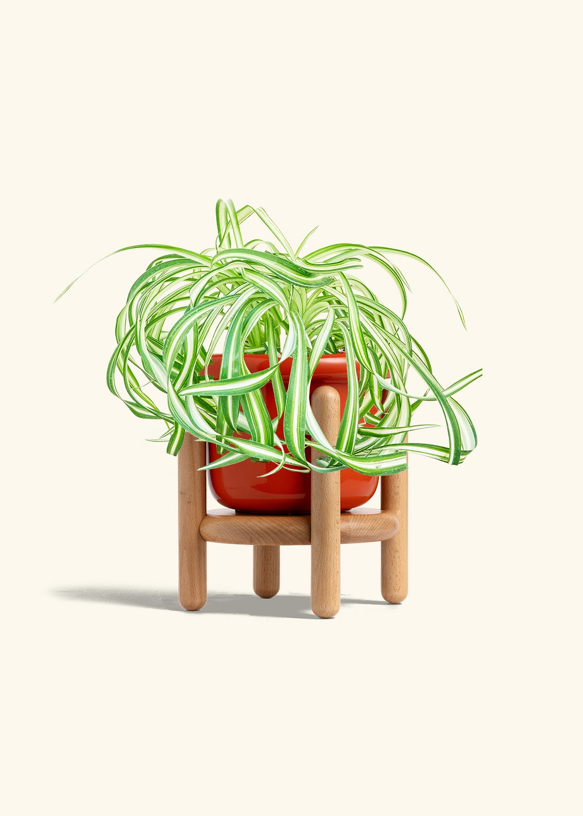 Spider Plant 'Bonnie', Medium