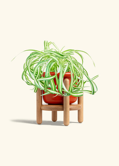 Spider Plant 'Bonnie', Medium