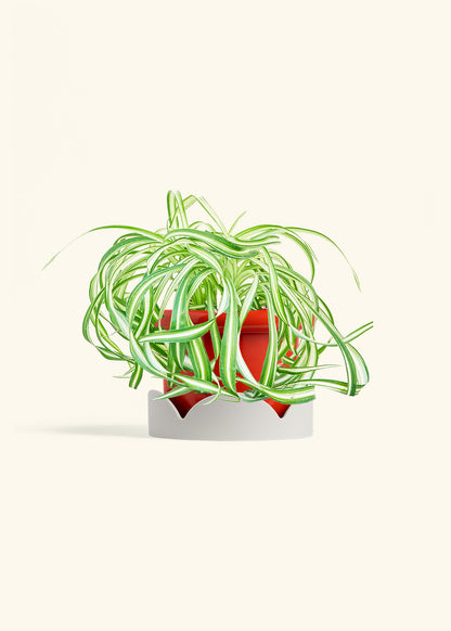 Spider Plant 'Bonnie', Medium