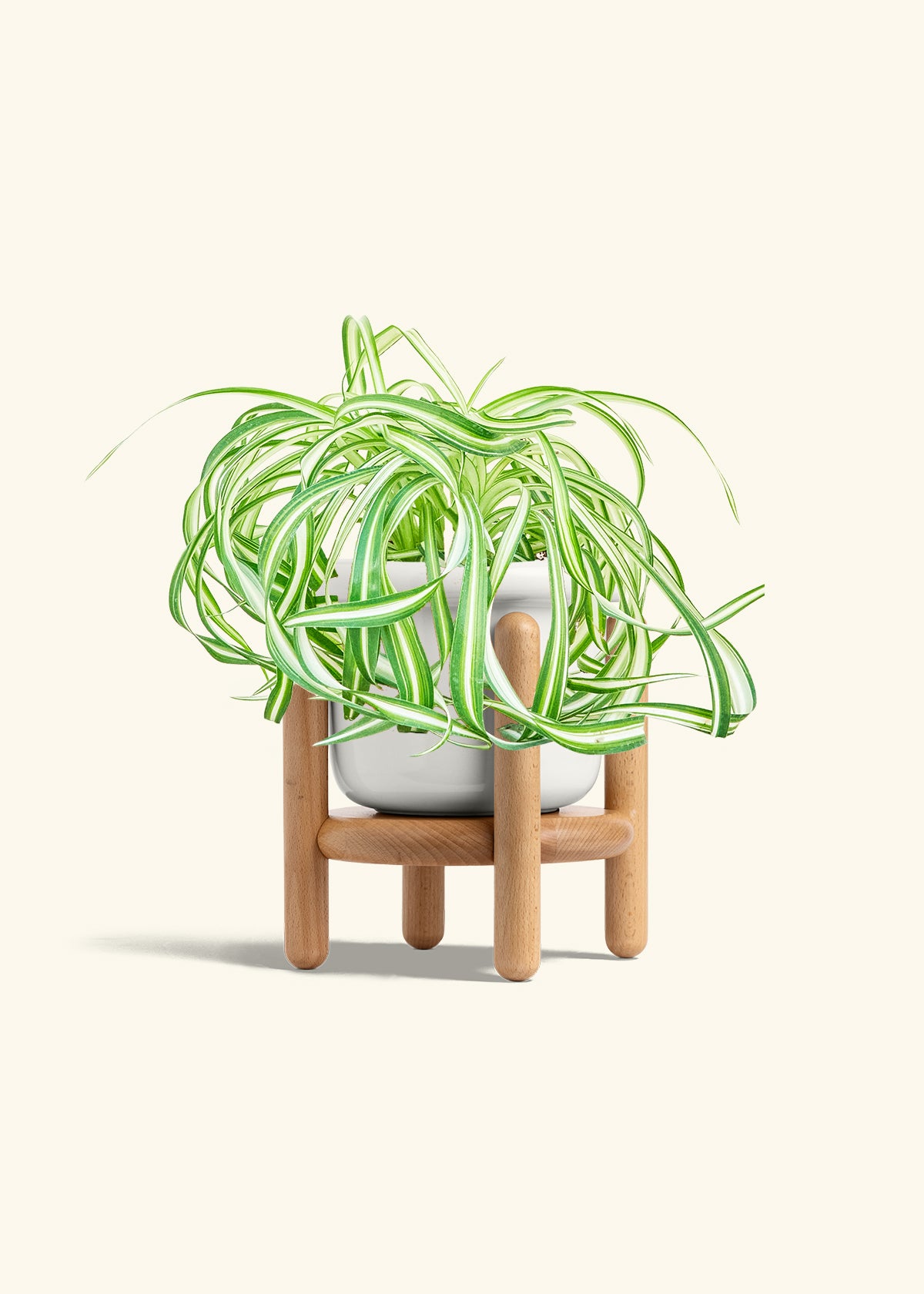 Spider Plant 'Bonnie', Medium