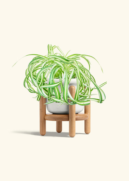 Spider Plant 'Bonnie', Medium