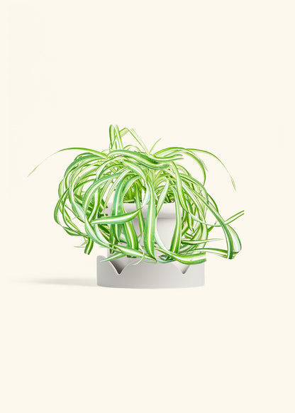 Spider Plant 'Bonnie', Medium