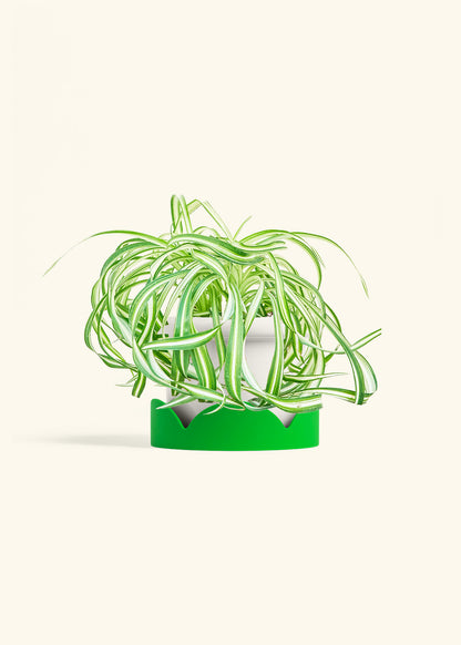 Spider Plant 'Bonnie', Medium