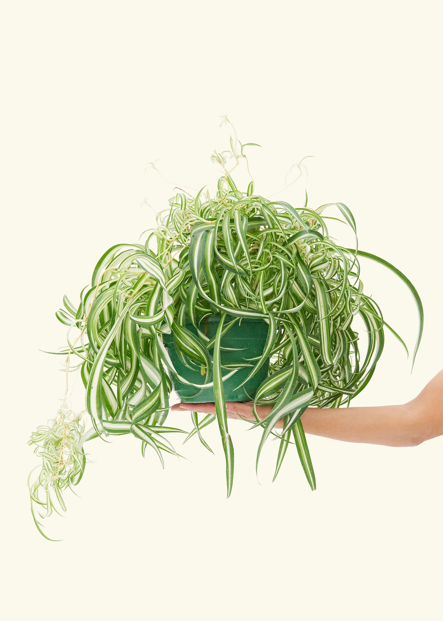 Spider Plant 'Bonnie', Large