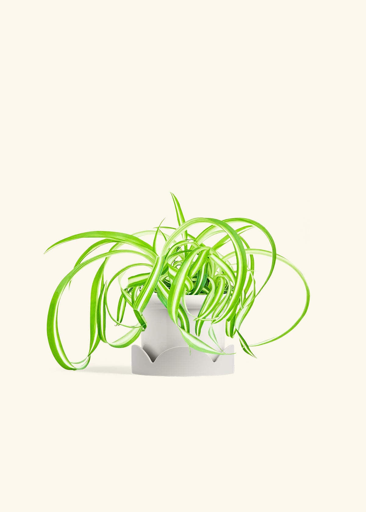 Fat Lip Planter Tray Combo, Polar White