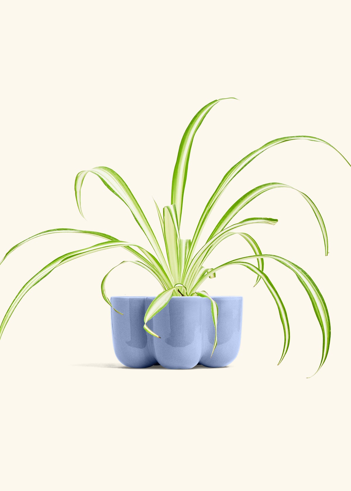 Spider Plant Reverse in a 4 inches in a Blue Petal Planter