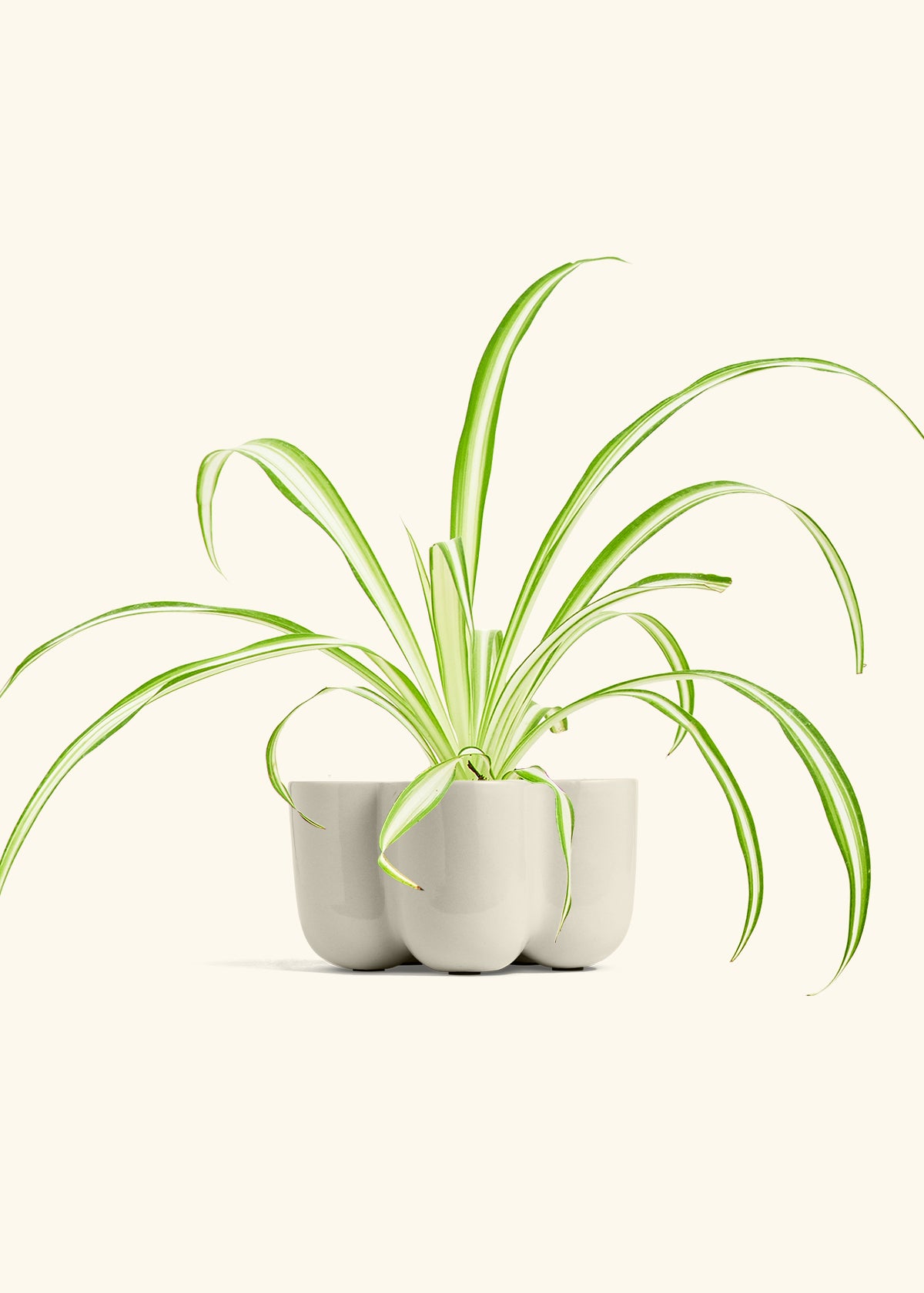 Spider Plant Reverse in a 4 inches in a Oat Petal Planter