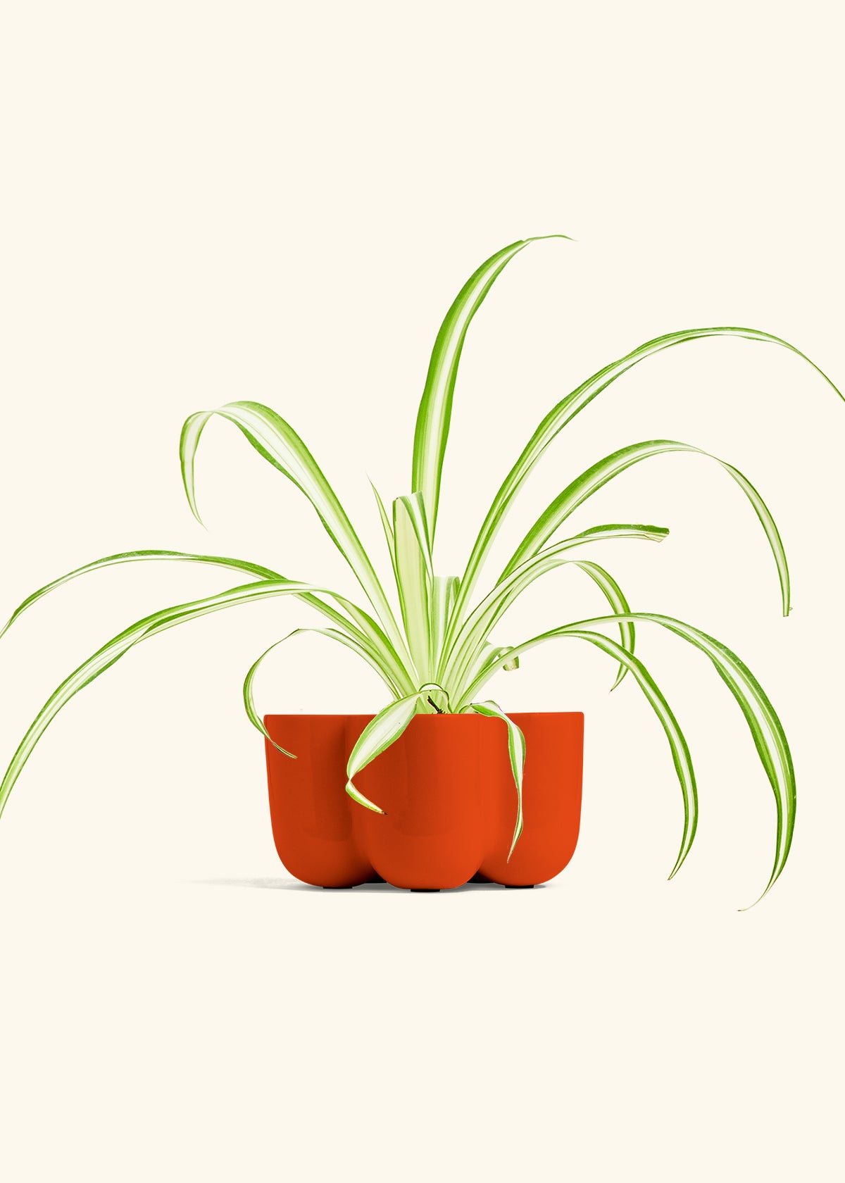 Spider Plant Reverse in a 4 inches in a Red Petal Planter