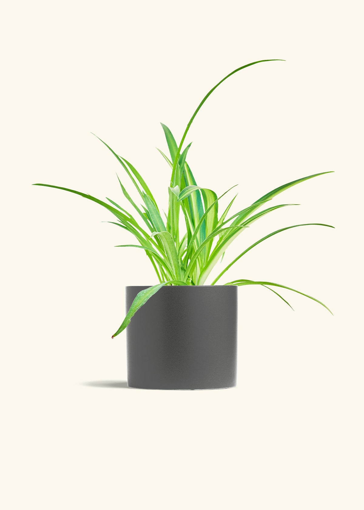 Spider Plant Reverse in a 6 inches Charcoal Classic Cylinder Planter 