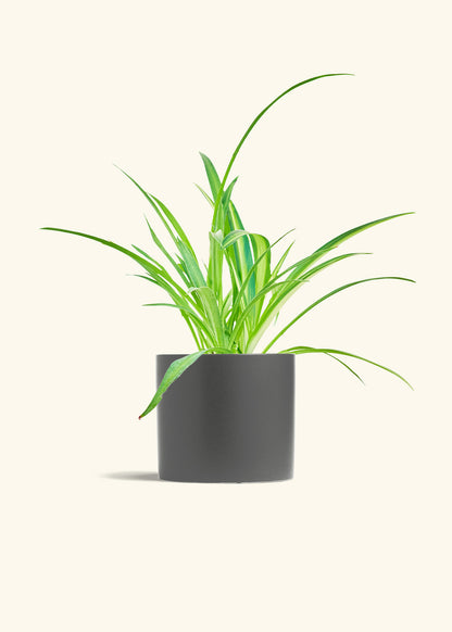 Spider Plant Reverse in a 6 inches Charcoal Classic Cylinder Planter 