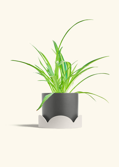 Spider Plant Reverse in a 6 inches Charcoal Classic Cylinder Planter in a Beech Wood Stand