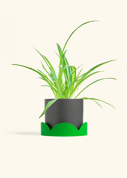 Spider Plant Reverse in a 6 inches Charcoal Classic Cylinder Planter in a Shamrock Petal Drip Tray